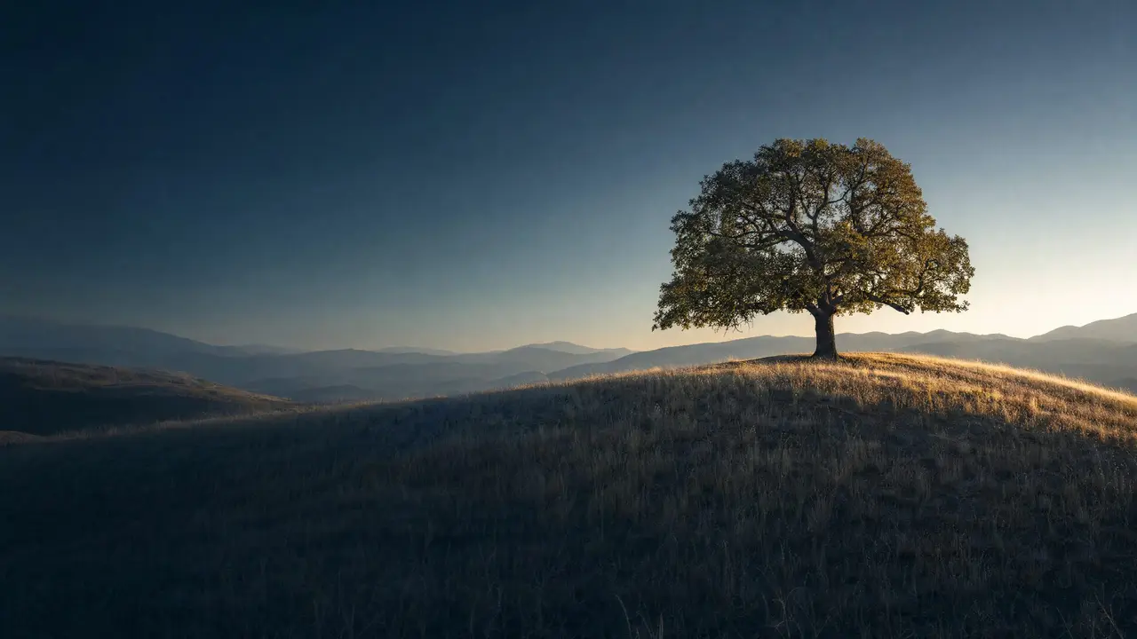 A single broad oak on a golden hillside in late-afternoon light, with soft hills fading behind.